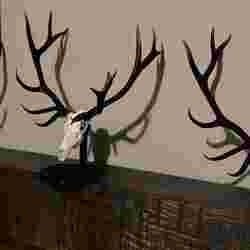 big non typical elk