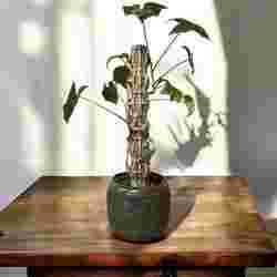 modular plantpole