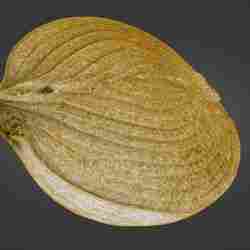 Onion — 3-Piece Set (Whole, Half, Quarter) — Laser-Scanned 3D Models (OBJ/STL, 500k & 1.5M) - By ScanPantry