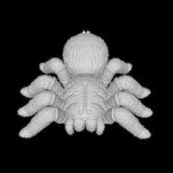 Highly Detailed Articulated Tarantula 3D Model.