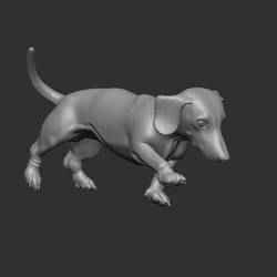 dachshund