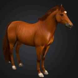 Horse Standing