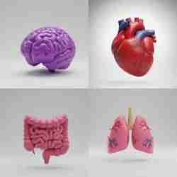 intestine, brain, heart, lungs of human beings
