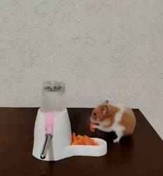 Hamster Food and Water Holder - 3D Model