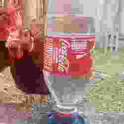 Coca cola are used as water for chickens.