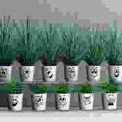 Flowerpots - Flowerpots