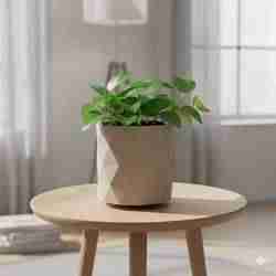 Small Plant Vase for Home