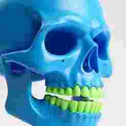 2403 Color 3D Model of a Halloween Skull, Halloween, magic, spider, mask, gnome, gorgon, wild, bat, monster, mutant, fair, witch, werewolf, horror, beast, mutant spider, skeleton, skull