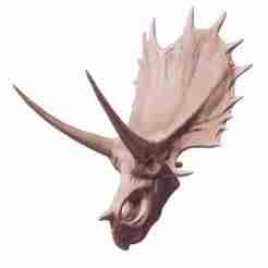Agujaceratops skull