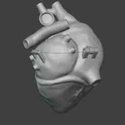 ❤️ Anatomical heart clutch with magnetic closure v2