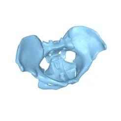 Anatomical model of female pelvis with pelvic floor muscles