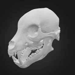 animal skull
