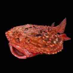 Batfish Halieutaea Stellata RAPE CARP WATER RIVER OCEAN SEA FISHING ANIMAL Carp SHARK FISH 3D ANIMATED SALMON TUNA RED