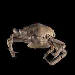 CRAB CRUSTACEOUS CRAB AMPHIBIAN TADPOLE ANIMAL F V ANATOMY 3D MODEL WATER OCEAN RIVER RAPTOR