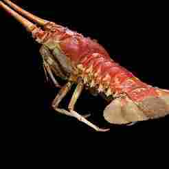 CRAYFISH PRAWN LOBSTER CrayFish Cambaroide ANATOMY CARP WATER RIVER OCEAN SEA ANIMAL CARP SALMON SHARK FISH 3D OCEAN Spear Linuparus
