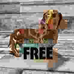 Dachshund alerted dog model