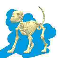 Dog Skeleton STL – Realistic Canine Bones 3D Model | Anatomy & Fossil Replica