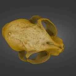 Domestic Cat Skull (Near-Toothless) — Premium 2.5M Hi-Detail Laser-Scanned 3D Model (OBJ/STL) - By ScanPantry