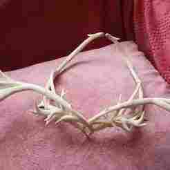 Druid's crown