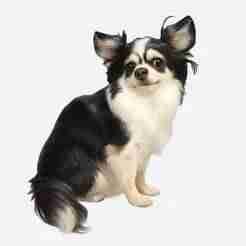 Evil: chihuahua long hair