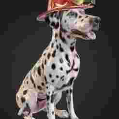 Fire House Dalmatian