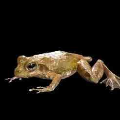 FROG AMPHIBIAN FROG Marsh Frog Kawamurai FOSSIL T ANATOMY GUTS INTESTINES INTERIOR STOMACH HEART OPEN HEAD BONES MUSCLES HANKS FROG TOAD AMPHIBIAN TADPOLE ANIMAL ANATOMY 3D MODEL WATER OCEAN RIVER H20