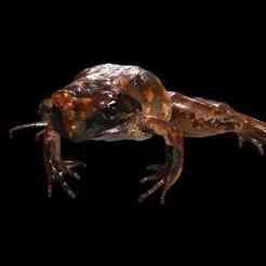 FROG AMPHIBIAN FROG Marsh Frog LK Kawamurai FOSSIL ANATOMY GUTS INTESTINES INTERIOR STOMACH HEART OPEN HEAD BONES MUSCLES HANKS FROG TOAD AMPHIBIAN TADPOLE ANIMAL ANATOMY 3D MODEL WATER OCEAN RIVER H20