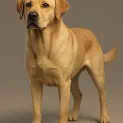 https://chatgpt.com/c/68c4a694-7858-8325-9750-ce6c3f7f409f#:~:text=3D%20Render%20of%20a%20Labrador%20Retriever