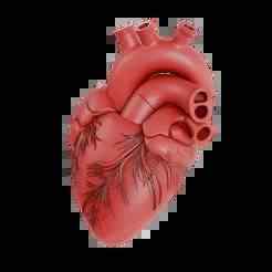 Human Heart Human Heart Keychain