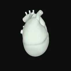 Human Heart STL  3D Printable Anatomical Sculpture for Medica