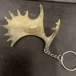 moose antler key holder