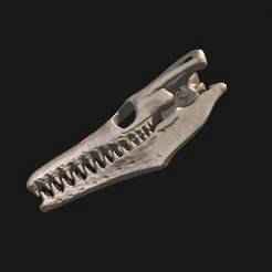 Mosasaurus hoffmanni skull