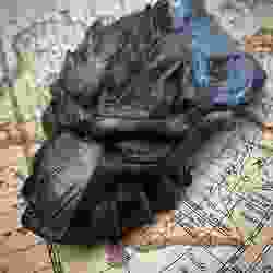 Predator Mask