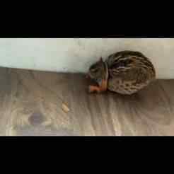 Quail arms