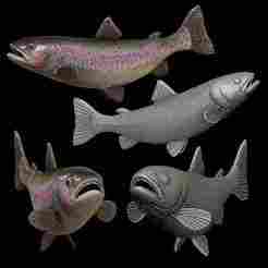 rainbow trout / Oncorhynchus mykiss 2 open mouth in motion fish model for 3D printing