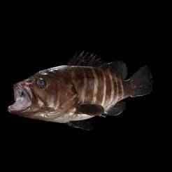 RAPE CARP WATER RIVER B0 OCEAN SEA FISHING ANIMAL Carp SHARK FISH 3D ANIMATED SALMON TUNA