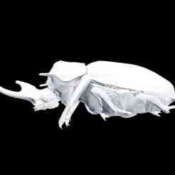 Rhinoceros Beetle Fornasinius Russus Beetle Blaptoides BEETLE INSECT BUG ANT ANIMAL ANATOMY 3D MODEL WATER OCEAN RIVER