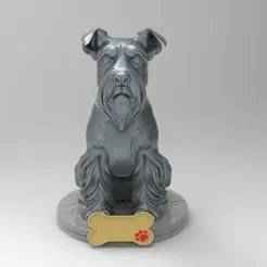 Schnauzer with Breastplate