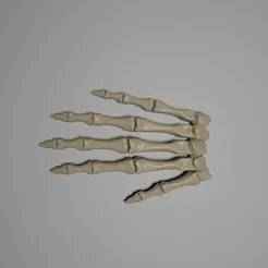 Skeletal Hand Bones – 3D Printable Articulating Model