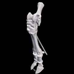 Skeletal Ox Foot ANATOMY Darques Skeleton BONES HEAD MOUTH TEETH NOSE VEINS SYSTEM SKIN BONES TONGUE GUTS LUNGS