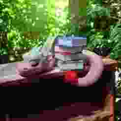 Sleeping Book Dragon on a shelf
