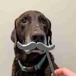 STL Photo Booth Prop Moustache Beard - 3D printer files bundle lot - set of 2 download - fun gift wedding kids birthday groomsmen bridesmaid