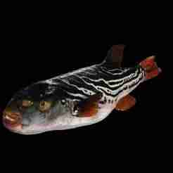 Striped Pufferfish RAPE CARP WATER RIVER OCEAN SEA FISHING ANIMAL SHARK FISH 3D SALMON TUNA