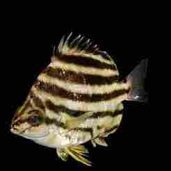 Stripey Microcanthus RAPE CARP WATER RIVER OCEAN SEA FISHING ANIMAL Carp SHARK FISH 3D SALMON TUNA
