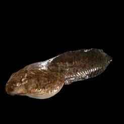 TADPOLE FROG TOAD AMPHIBIAN Tadpole Glandirana ANATOMY 3D MODEL WATER OCEAN RIVER