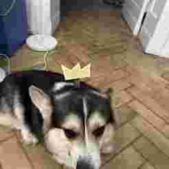 the magic godfathers cosmos crown