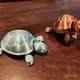 tortue porte-clefs - turtle keychain