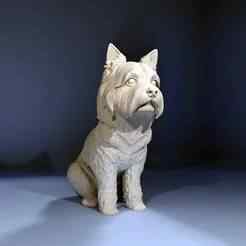 Yorkshire terrier sitting stl