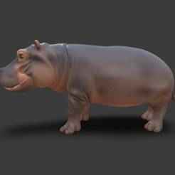 hippopotamus