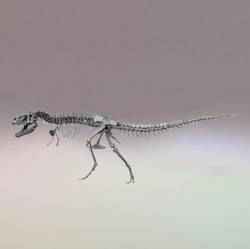 Tyrannosaurus Rex İskeleti